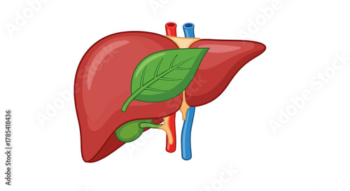 A stylized medical illustration depicts a human organ, with red, brown, green, and blue components. A large leaf overlays the organ