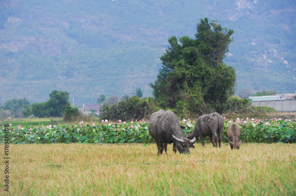 Fototapeta premium Buffaloes grazing in the rice field and a lotus wamp