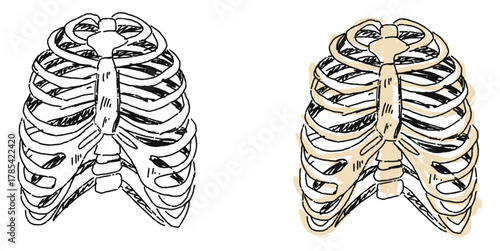 Grunge Sketch Handdrawn Human Rib Bone Vector Artistic grunge sketch vector of human rib bones, hand-drawn style. Ideal for medical, educational, anatomical, and expressive biological