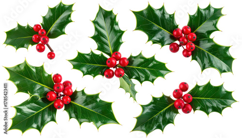 Festive holly sprigs, green leaves and bright red berries scattered