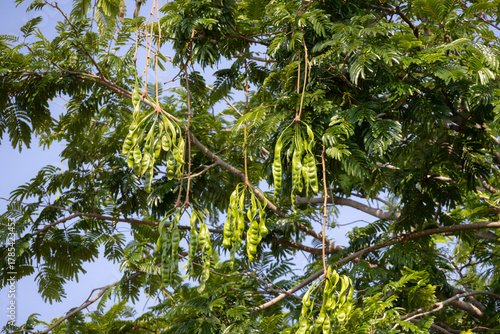 clusters of green stink beans (petai or Parkia speciosa) hanging from the branches of a tree.