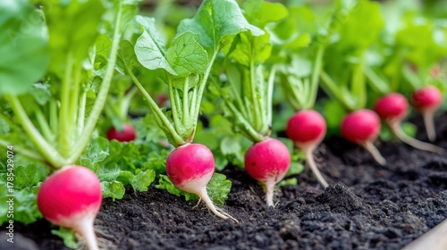 Close up of fresh red organic radishes growing in garden