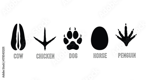 Animal track identification guide cow chicken dog horse penguin footprints