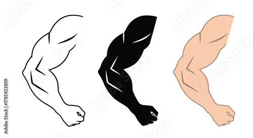 Arm muscle anatomy illustration drawing vector strong biceps triceps