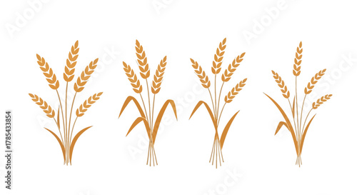 Wheat stalks vector illustration agriculture harvest grain crop farm
