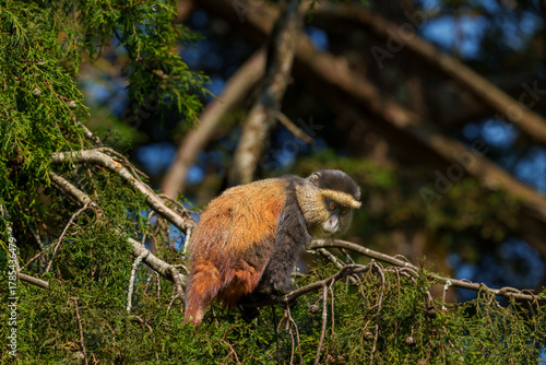 Photography Golden monkey or Cercopithecus kandti in tree.