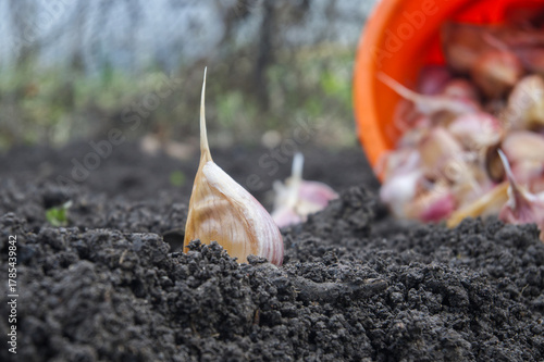Garlic clove sprouting from the soil, ready for growth in the garden.