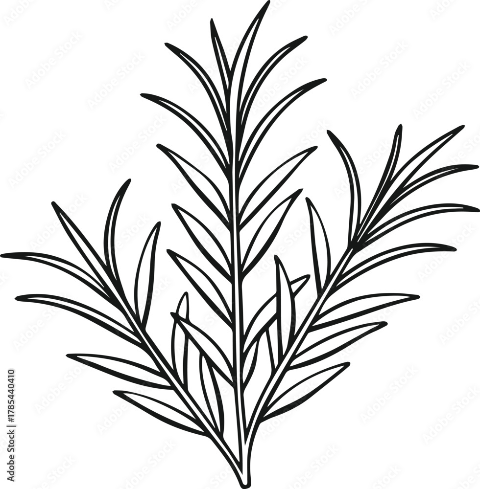 Naklejka premium rosemary outline vector illustration line art