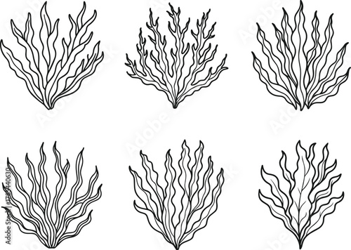 Set of seaweed outline vector illustration line art