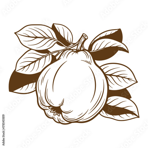 Detailed vintage art illustration of a ripe quince fruit with leaves isolated on white