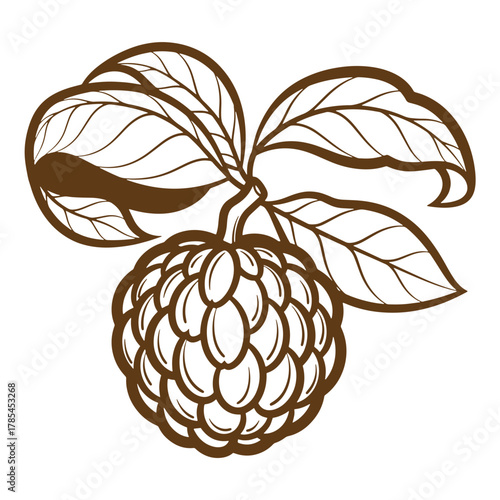 Hand drawn brown sugar apple fruit illustration with leaves on white background vintage art