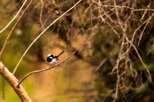 Male superb Fairy wren