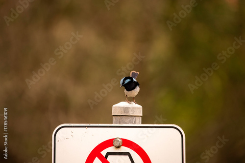 Fairy wren on a sign