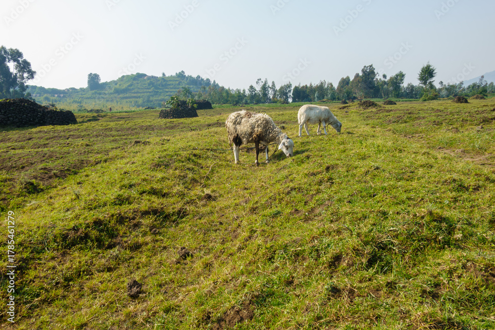 Obraz premium Two tied sheep grazing in field in Volcanoes National Park