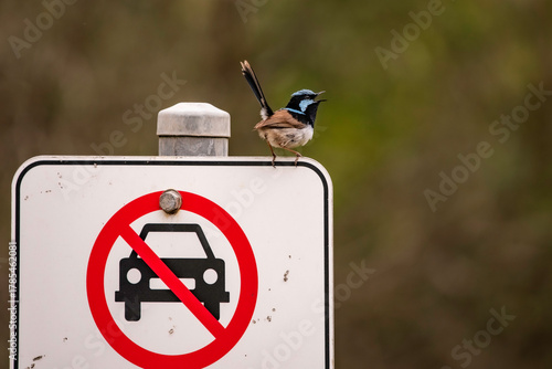 Fairy wren on a sign