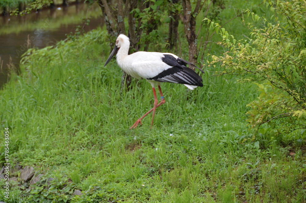 Fototapeta premium Nature 自然