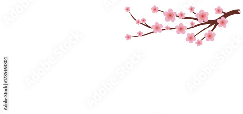 Pink cherry blossom branch isolated on white