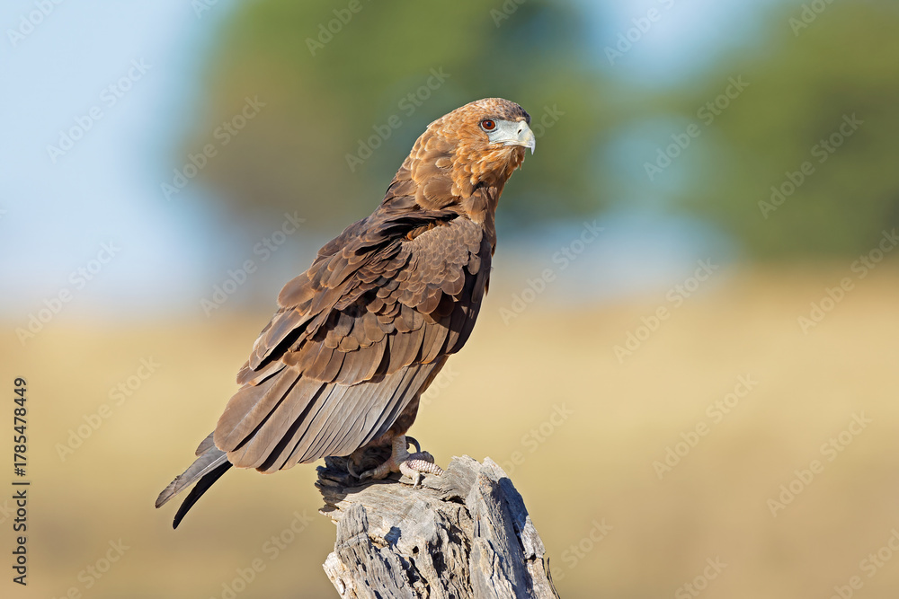 Fototapeta premium An immature bateleur eagle (Terathopius ecaudatus) perched on a tree stump, Kalahari desert, South Africa