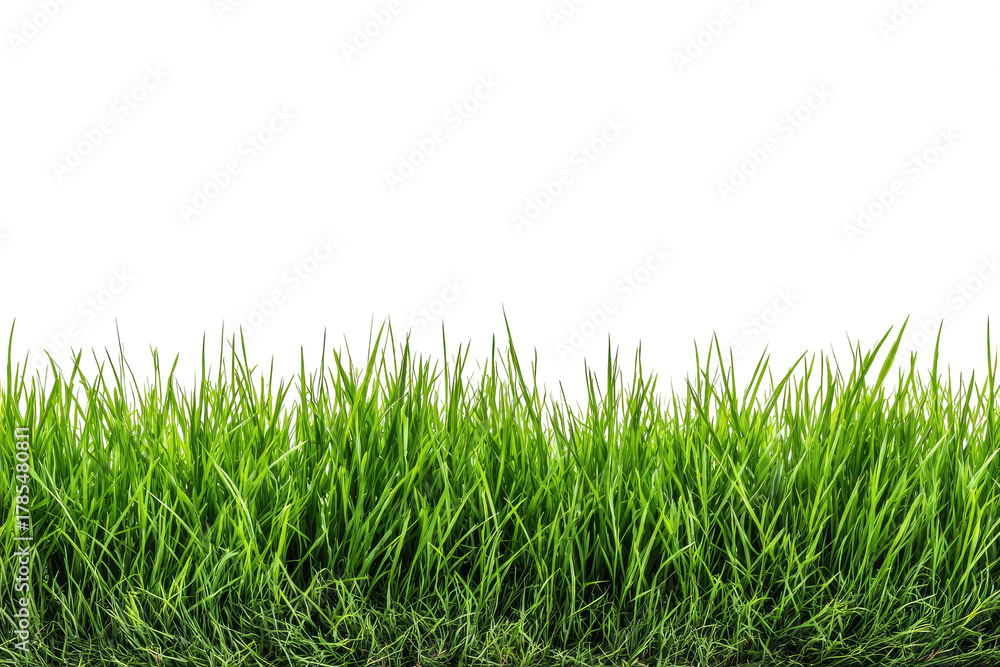 Fototapeta premium Lush green grass field edge