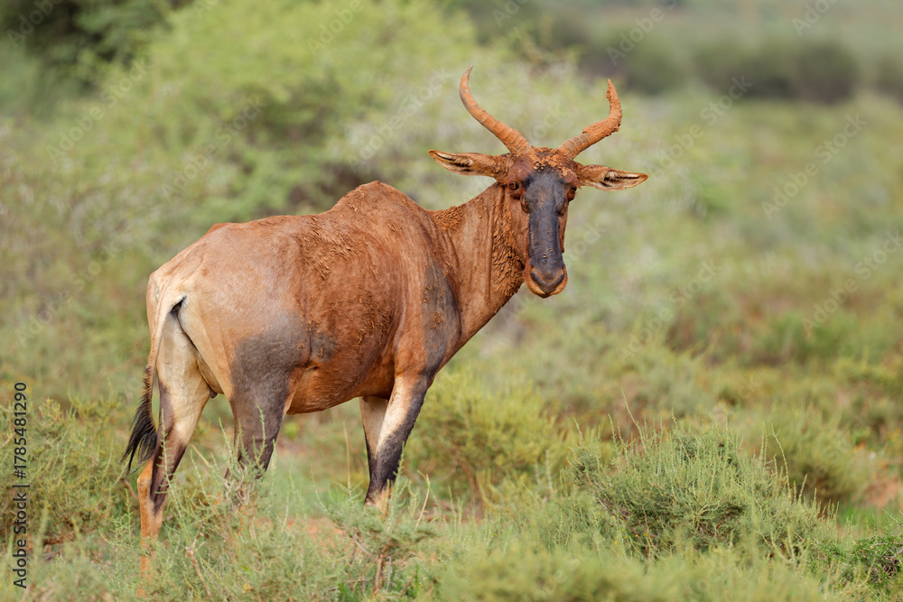 Obraz premium A rare tsessebe antelope (Damaliscus lunatus) in natural habitat, Mokala National Park, South Africa