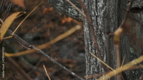 Wallpaper Mural 晩秋の枯れ枝と枯葉のアップ Torontodigital.ca