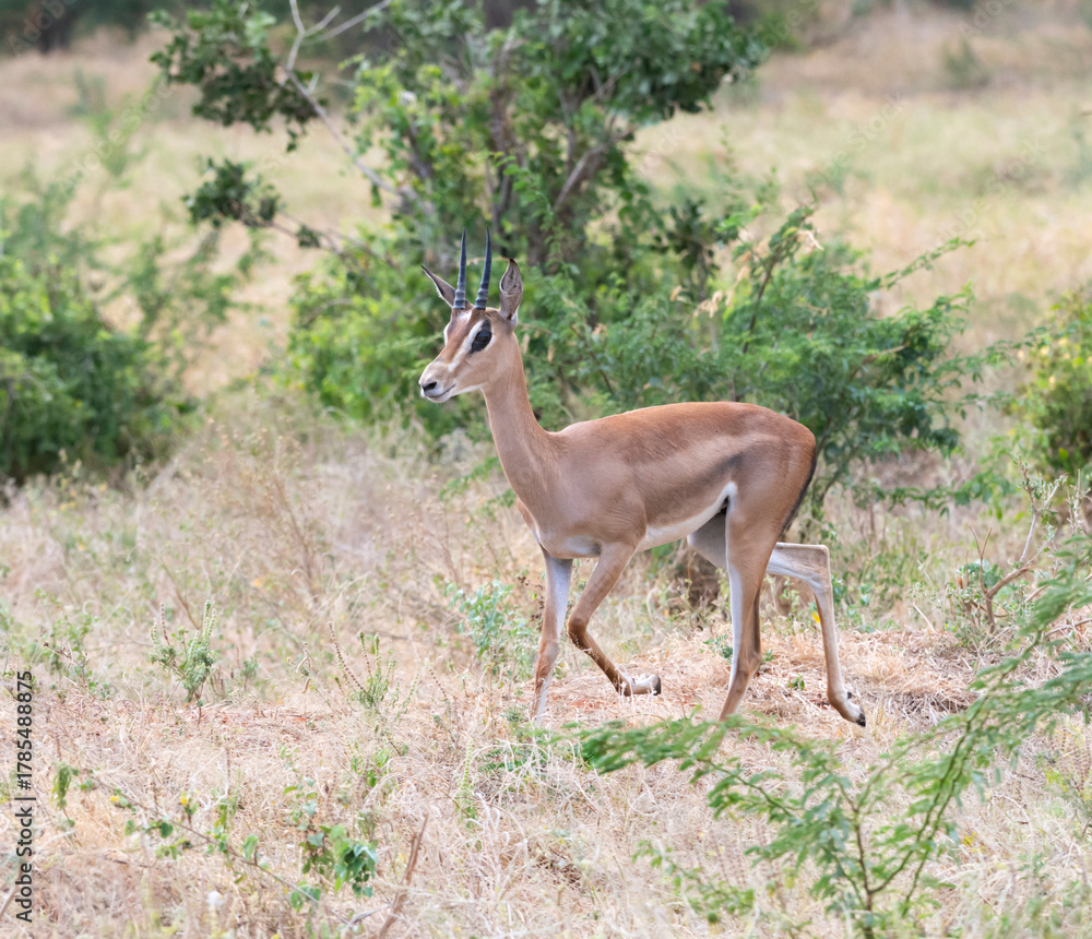 Obraz premium Grant’s gazelle (Nanger granti) standing gracefully in the forest-savannah mosaic of East Africa, captured in Tsavo East National Park, Kenya.