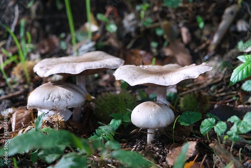 Groupe de champignons .