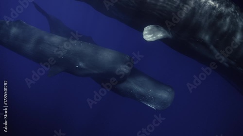 A group of sperm whales traveling through deep open water. Detailed shots, natural interaction, calm movement, and a pristine marine environment with no boats or humans.