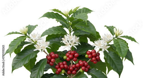 Coffee Plant With Red Beans And White Flowers Detailed View isolated on Transparent Background