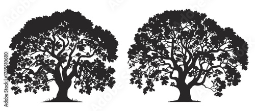 oak tree silhouettes illustration showing different shapes and branching styles, isolated on white background, natural forest elements for landscape, botanical, and design projects