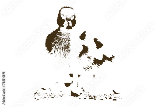 Foto silhouette of a gosling bird