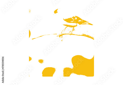 yellow billed hornbill, bird vector