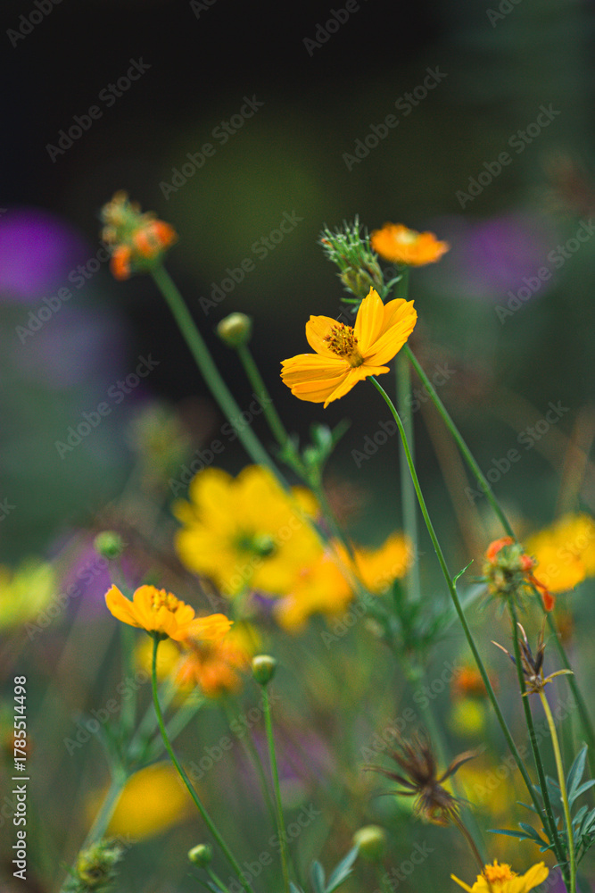 Obraz premium Vibrant wildflowers blooming in nature's garden close-up photography serene environment focus on beauty