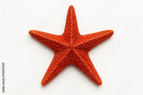 Crimson Starfish on Display: A vibrant crimson starfish showcases its intricate, symmetrical design, offering a captivating view of a fascinating marine creature.