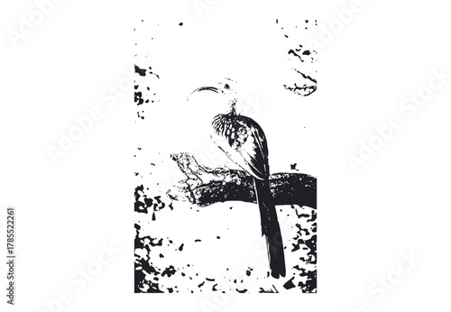 yellow billed hornbill bird