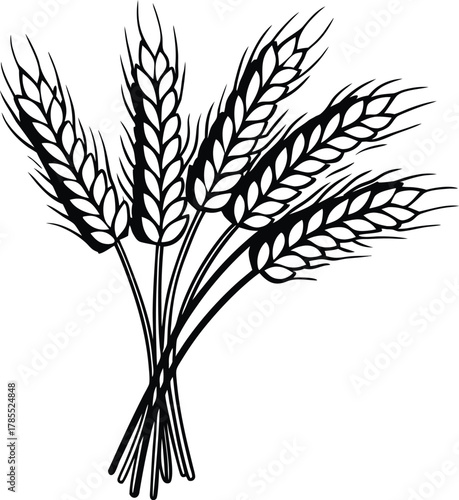 Simple outline drawing of wheat stalks. agriculture concept.