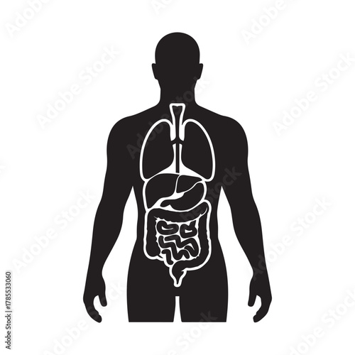 Human body silhouette with internal organ system