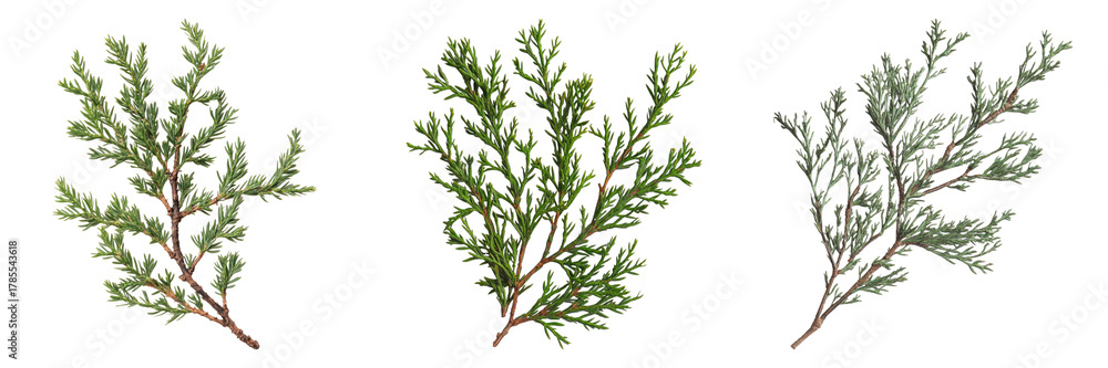 Fototapeta premium Collection of three distinct plant branch with green leaves, captured close-up, illustrating their textures and forms. The vibrant green of the leaves provides a strong visual contrast. 