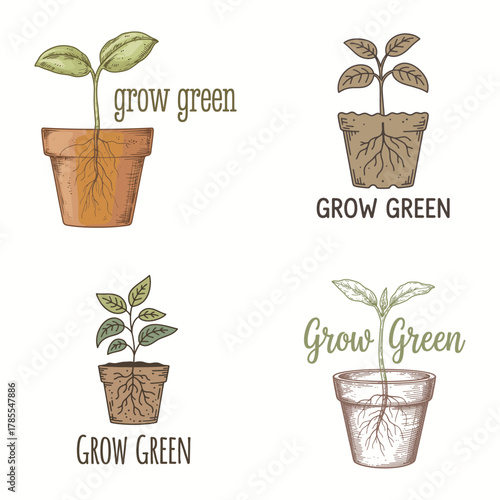 Four illustrations of plant seedlings growing in pots with roots visible terracotta pot