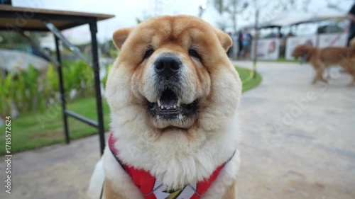 Fluffy chow chow dog with thick fur and red harness sitting outdoors park, friendly pet canine enjoying green grass, relaxed mood, adorable companion, furry animal portrait, natural light
