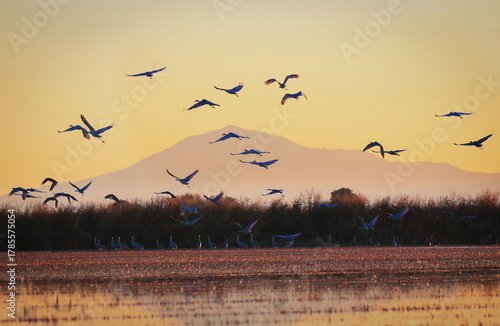 Sandhill Crane in Lodi, California, USA