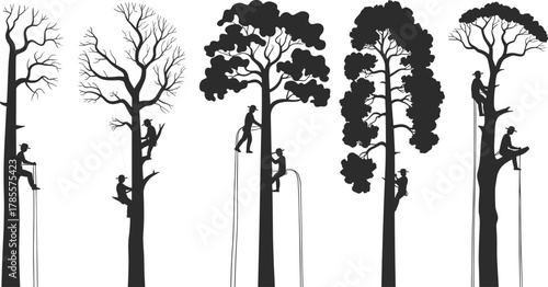 Tree climbers and arborists working on tall trees using ropes and harnesses, forestry maintenance workers, black and white silhouette illustration