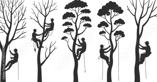 Tree climbers and arborists working on tall trees using ropes and harnesses, forestry maintenance workers, black and white silhouette illustration