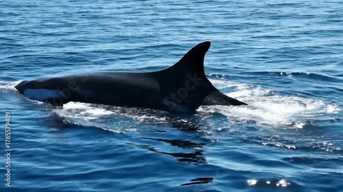 Orca Whales Swimming in the Ocean Surface Showing Their Dorsal Fins.