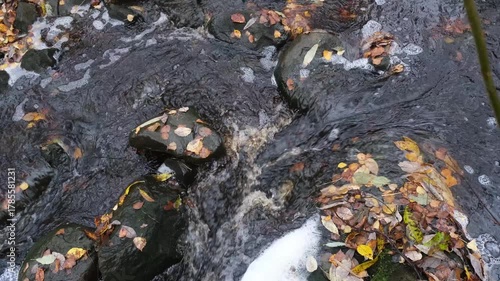 A cluttered forest stream flows over stones, surrounded by fallen autumn foliage