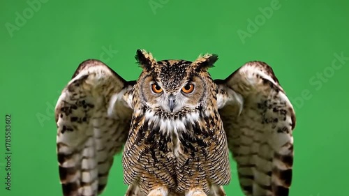 Majestic Eurasian Eagle Owl Spreading Wings on Vibrant Green Screen Background