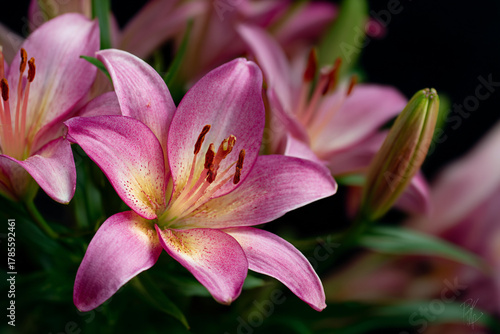 Vibrant pink and yellow lilies blooming beautifully in a close-up garden view showcasing their delicate petals and prominent anthers against a soft dark background