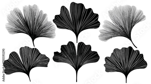 Collection of stylized ginkgo biloba leaves illustrations in black and white, detailed botanical nature design elements set