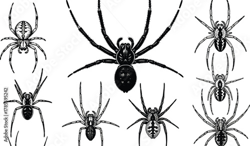 Spider illustration set, ten detailed dorsal views, black and white vector art, species comparison, anatomical design, Halloween, taxonomy graphic