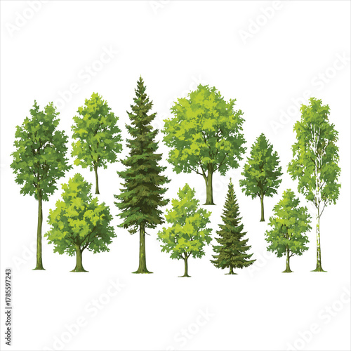 Realistic Tree Clip art Collection – Diverse Deciduous & Coniferous Illustrations for Nature Design